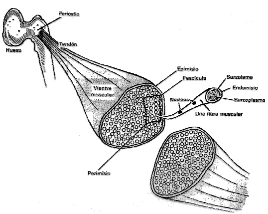 Fibra muscular