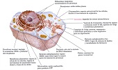 Orgánulos de la célula animal y su función (con imagen)