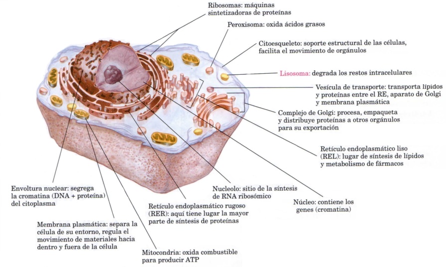 Imagen de una célula animal: orgánulos y sus funciones orgánulos de la célula animal