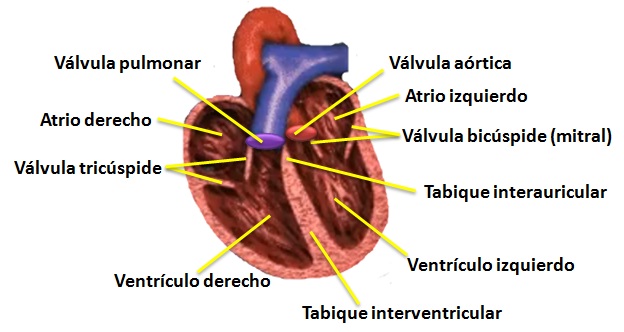 Partes del corazón