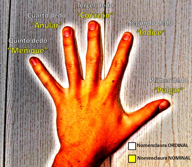Nombre de los dedos de la mano Esquema con el nombre de los dedos de la mano