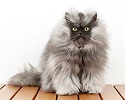 ¿Cuál es el gato con el pelo más largo del mundo?