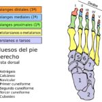 Huesos del pie: ¿Cuántos hay? ¿Cuáles son? Pie (huesos)