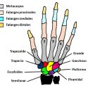 ¿Cuántos huesos hay en la mano y cuáles son? (con imagen) Huesos de la mano