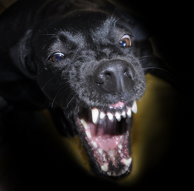 Perro gruñiendo