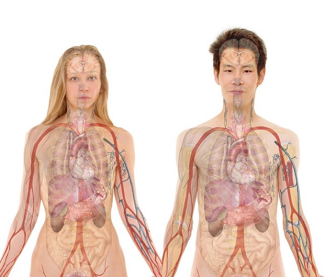 Cuerpo humano (órganos)