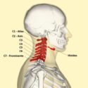 huesos del cuello