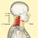 ¿Cuántos huesos tenemos en el cuello?