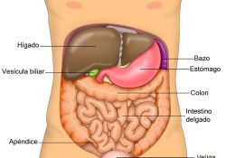 Anatomía de los órganos del abdomen