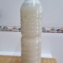 Enraizante casero de lentejas diluido en agua (1:10).